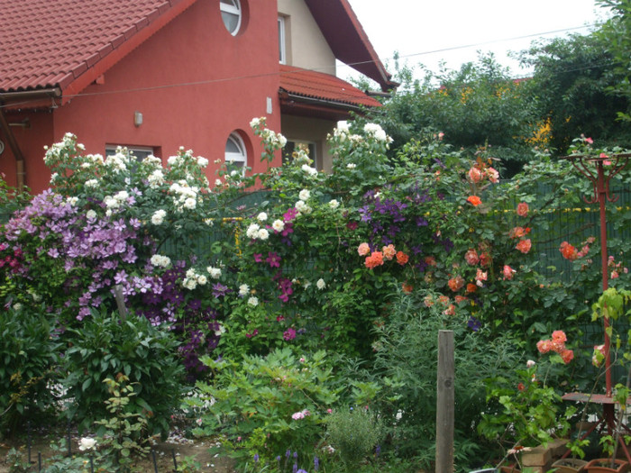 flori 2012 676 - vara 2012