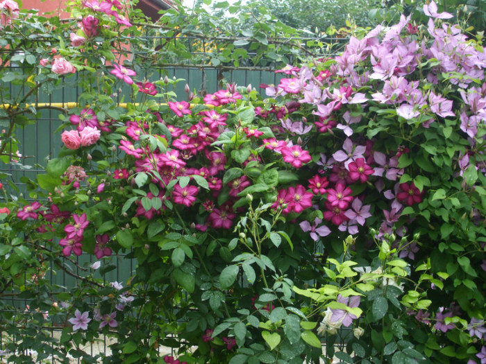 flori 2012 685