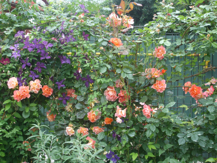 flori 2012 686