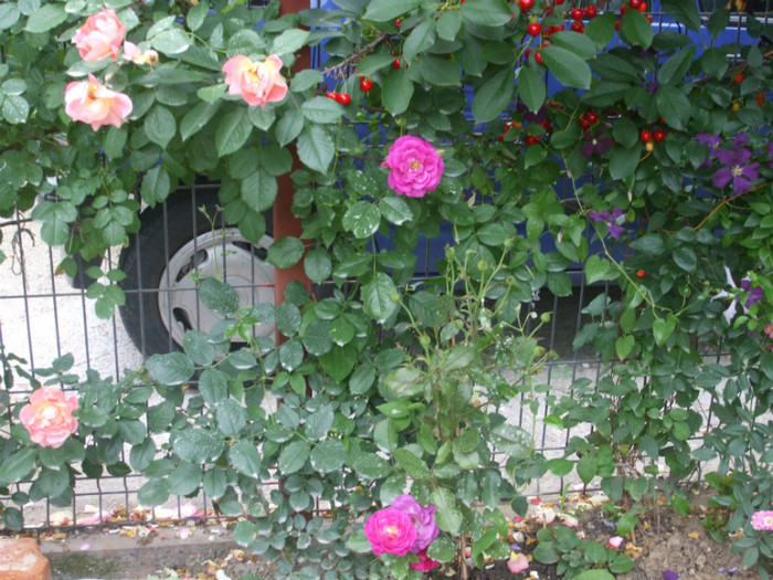 flori 2012 687