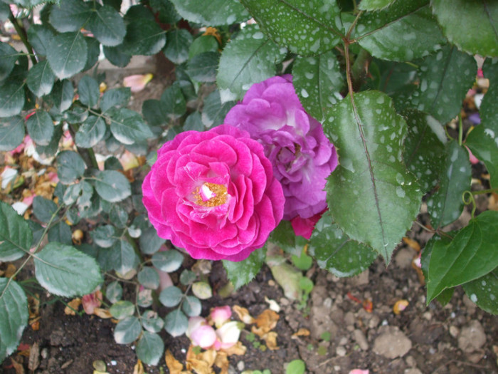 Violette Parfumee - vara 2012