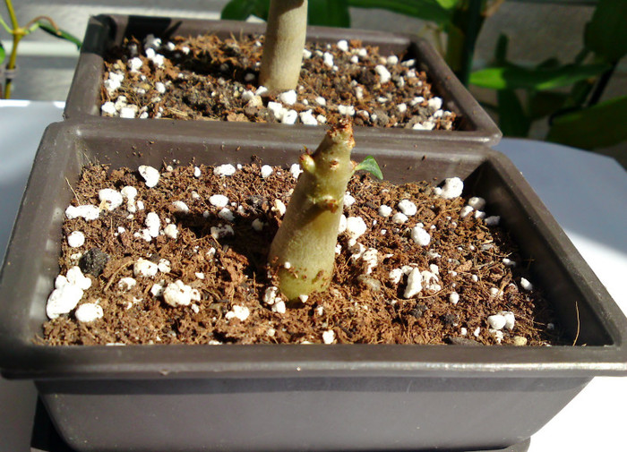  - Colectie adenium