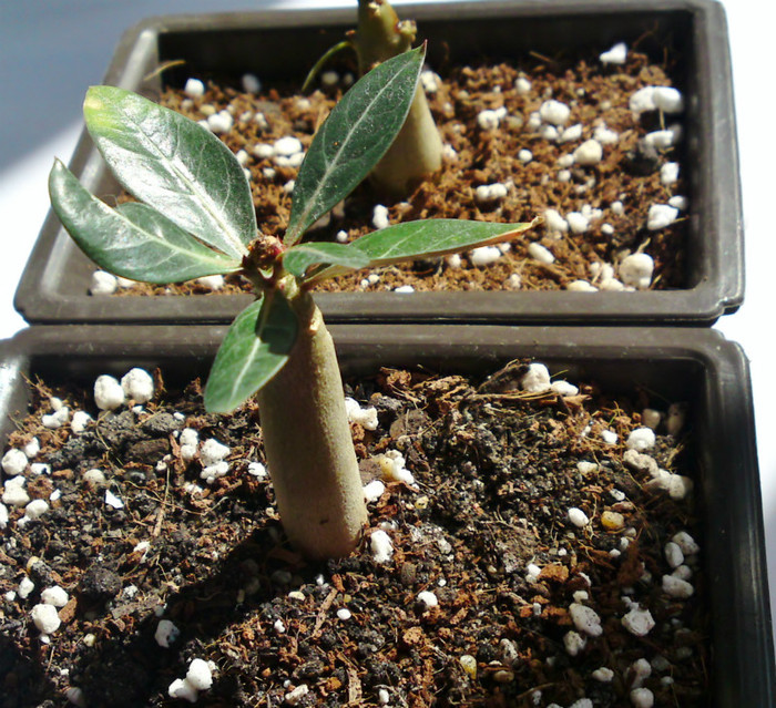  - Colectie adenium