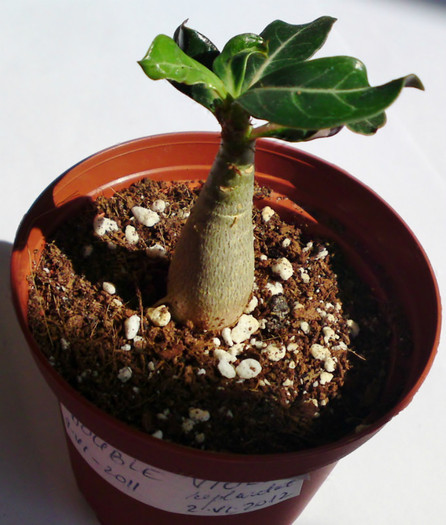  - Colectie adenium