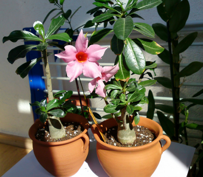 Cu flori de dipladenia - Colectie adenium