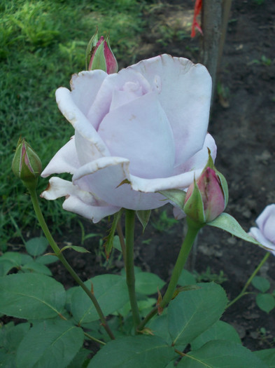 DSCN0439 - trandafiri