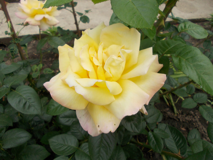 DSCN0467 - trandafiri