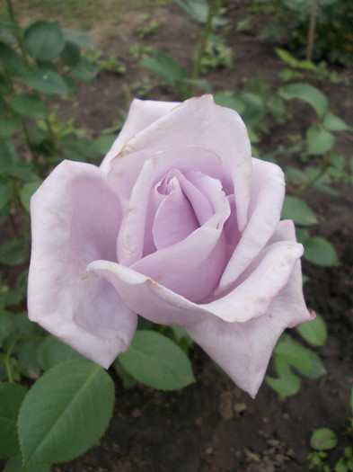 DSCN0517 - trandafiri