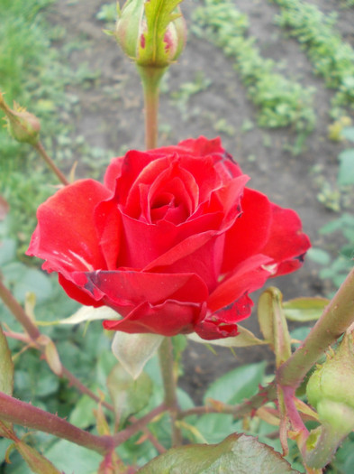 DSCN0519 - trandafiri