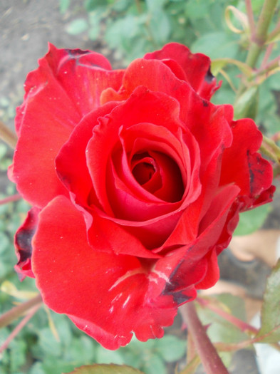 DSCN0520 - trandafiri