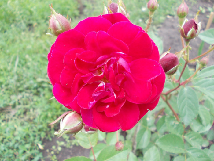 DSCN0543 - trandafiri