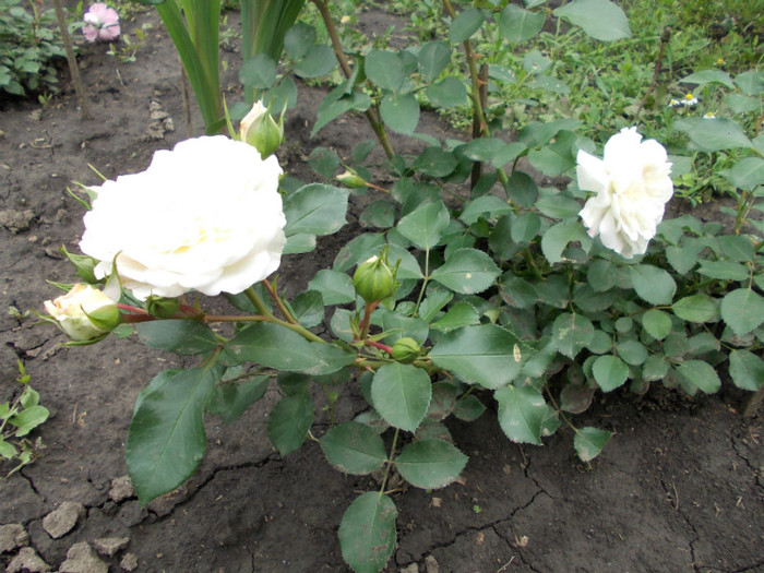 DSCN0545 - trandafiri