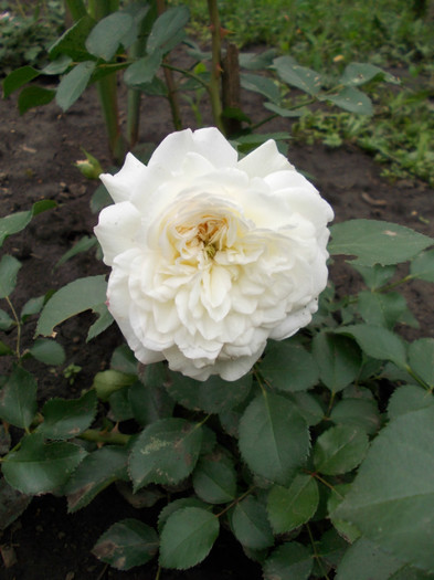 DSCN0546 - trandafiri