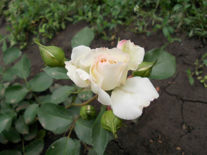 DSCN0547 - trandafiri