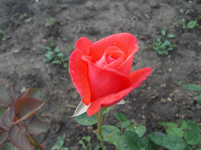 DSCN0577 - trandafiri