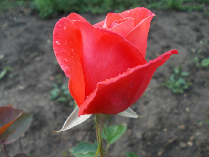 DSCN0578 - trandafiri