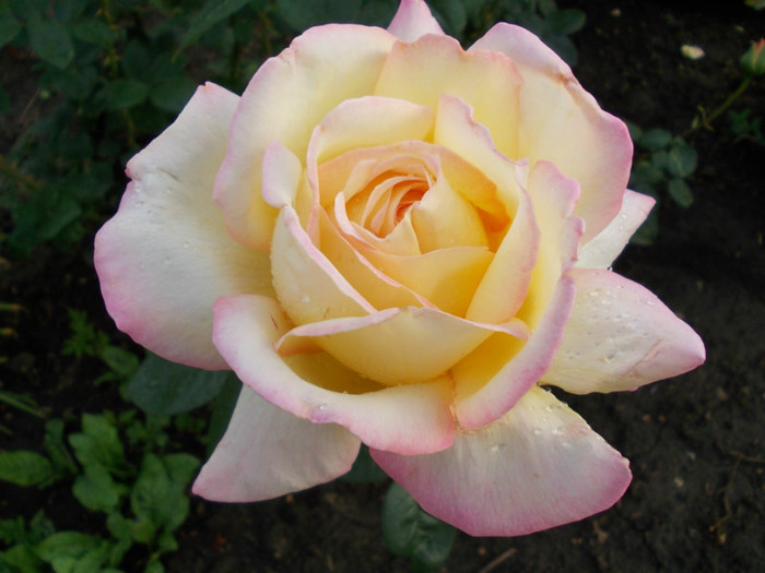 DSCN0579 - trandafiri
