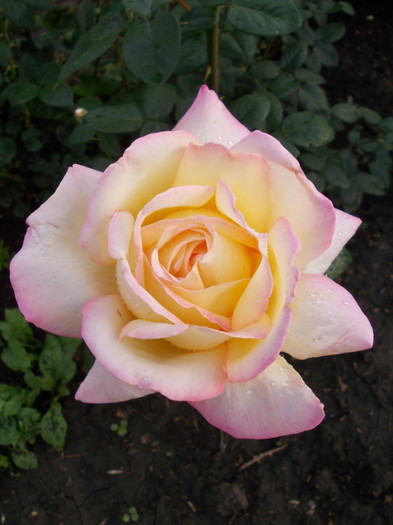DSCN0580 - trandafiri