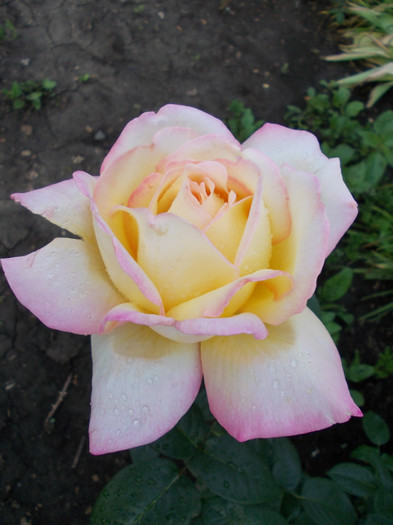 DSCN0581 - trandafiri