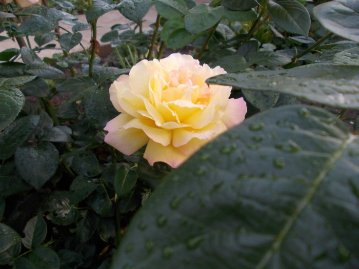 DSCN0582 - trandafiri