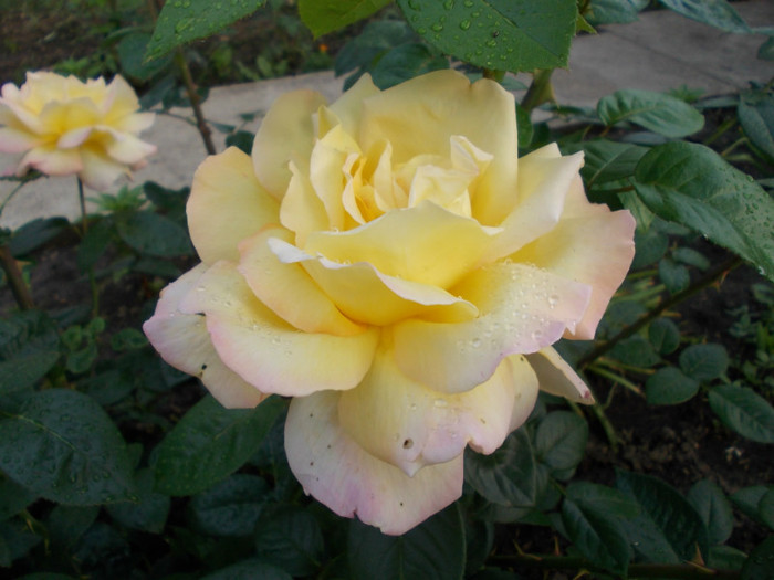 DSCN0583 - trandafiri