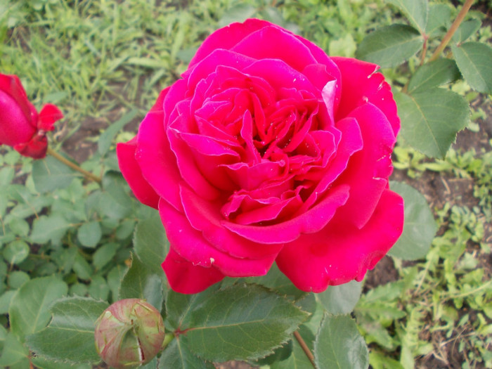 DSCN0785 - trandafiri