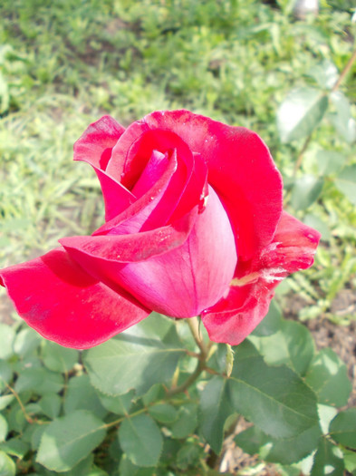 DSCN0786 - trandafiri