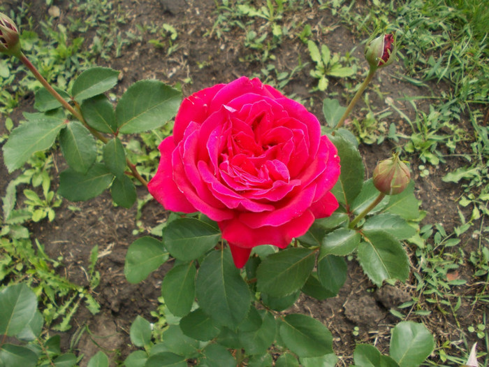 DSCN0787 - trandafiri