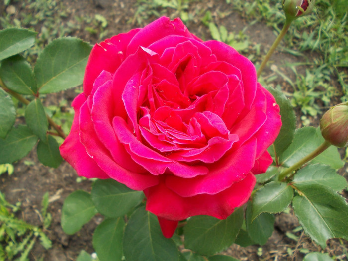 DSCN0788 - trandafiri