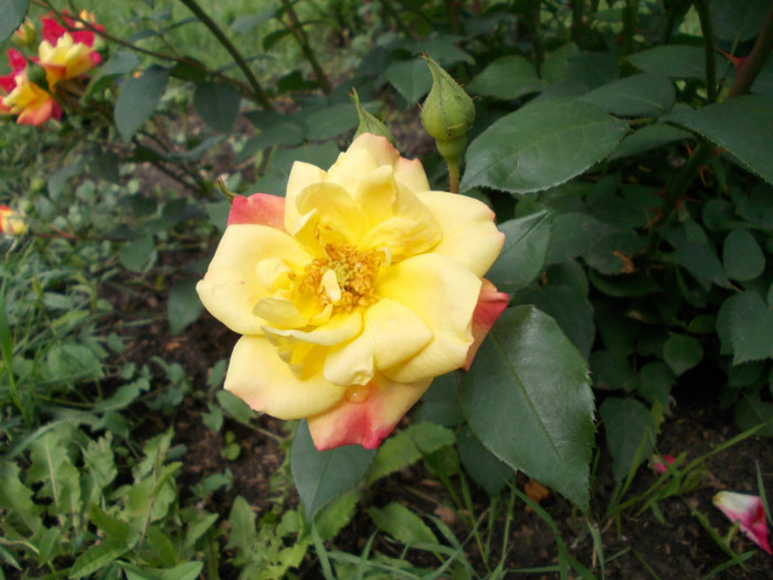 DSCN0790 - trandafiri