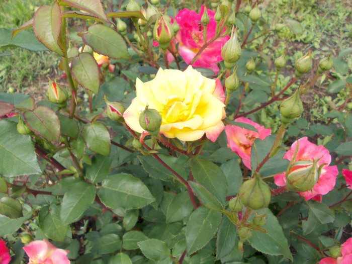 DSCN0795 - trandafiri