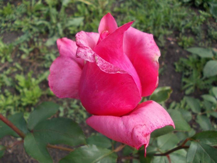 DSCN0796 - trandafiri