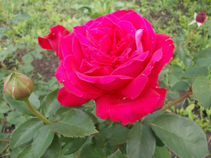 DSCN0819 - trandafiri
