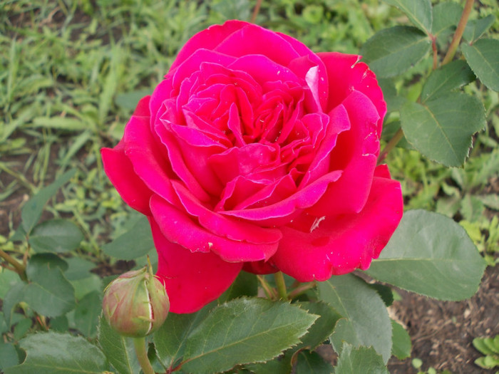 DSCN0820 - trandafiri