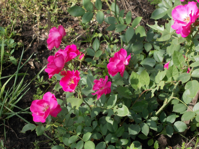 DSCN0801 - trandafiri