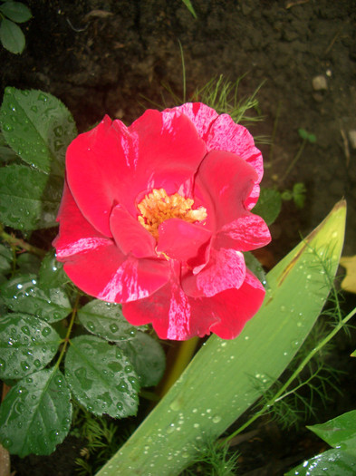 CIMG5472