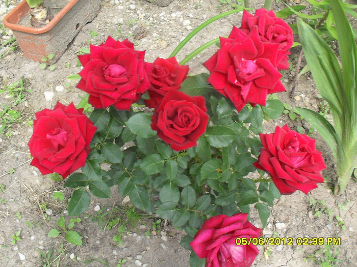 SDC11933 - 7_Flori gradina anul I_ 2012