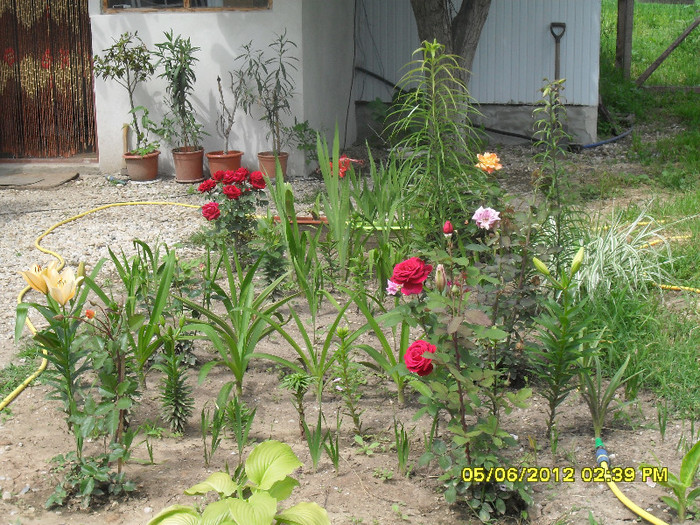 SDC11935 - 7_Flori gradina anul I_ 2012