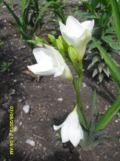 Frezie alba - 7_Flori gradina anul I_ 2012