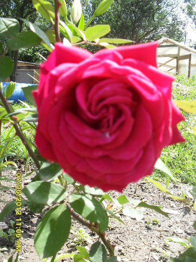 SDC11997 - 7_Flori gradina anul I_ 2012