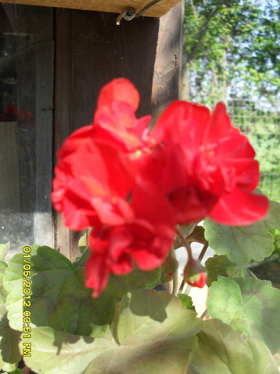 SDC11507 - 6_Plantele mele_2012