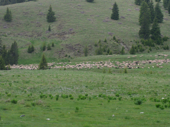 IMG_0295 - PRIN BUCEGI 2012