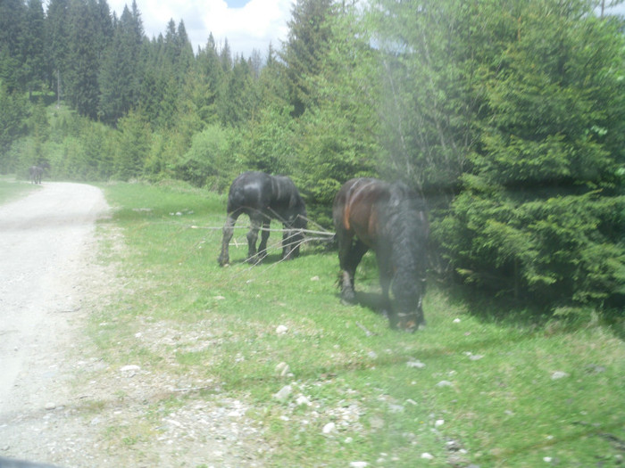 IMG_0343 - PRIN BUCEGI 2012