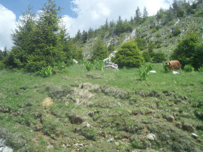 IMG_0354 - PRIN BUCEGI 2012