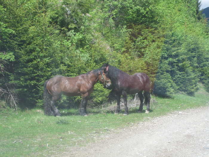 IMG_0416 - PRIN BUCEGI 2012