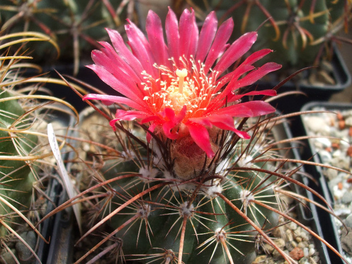 Parodia suprema