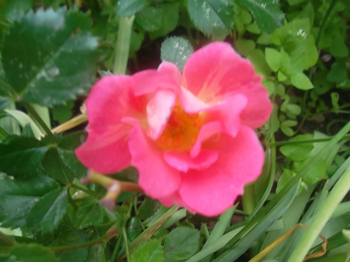 coco miniatur - trandafiri 2012