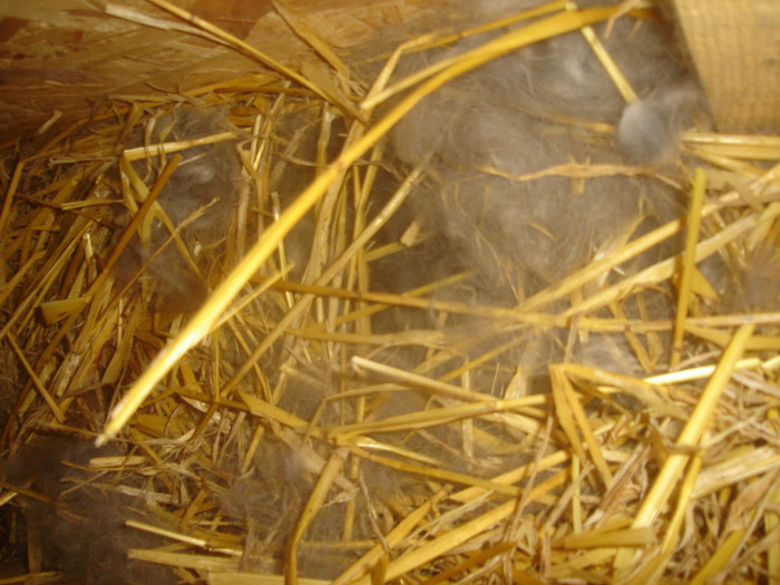 cuib 10 - Cuiburi 2012