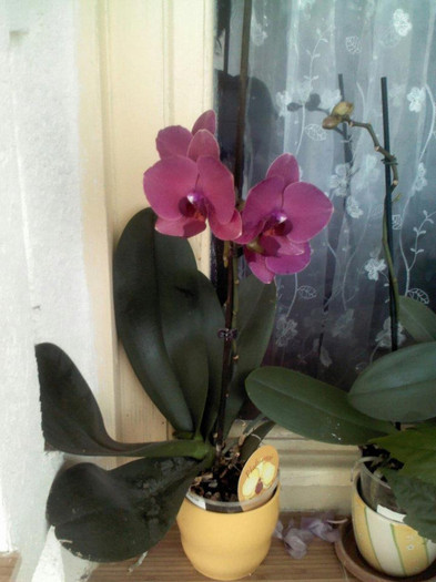 Phalaenopsis - Z   Florile mele 2012