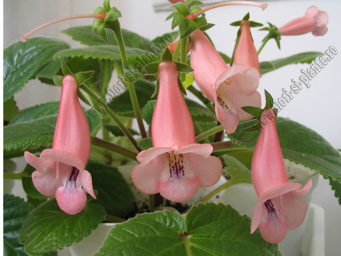 Sinningia California Gold - GLOXINIA _ SINNINGIA